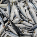 Mackerel Pacific Frozen 100-200g 200-300G 300-500G للبيع